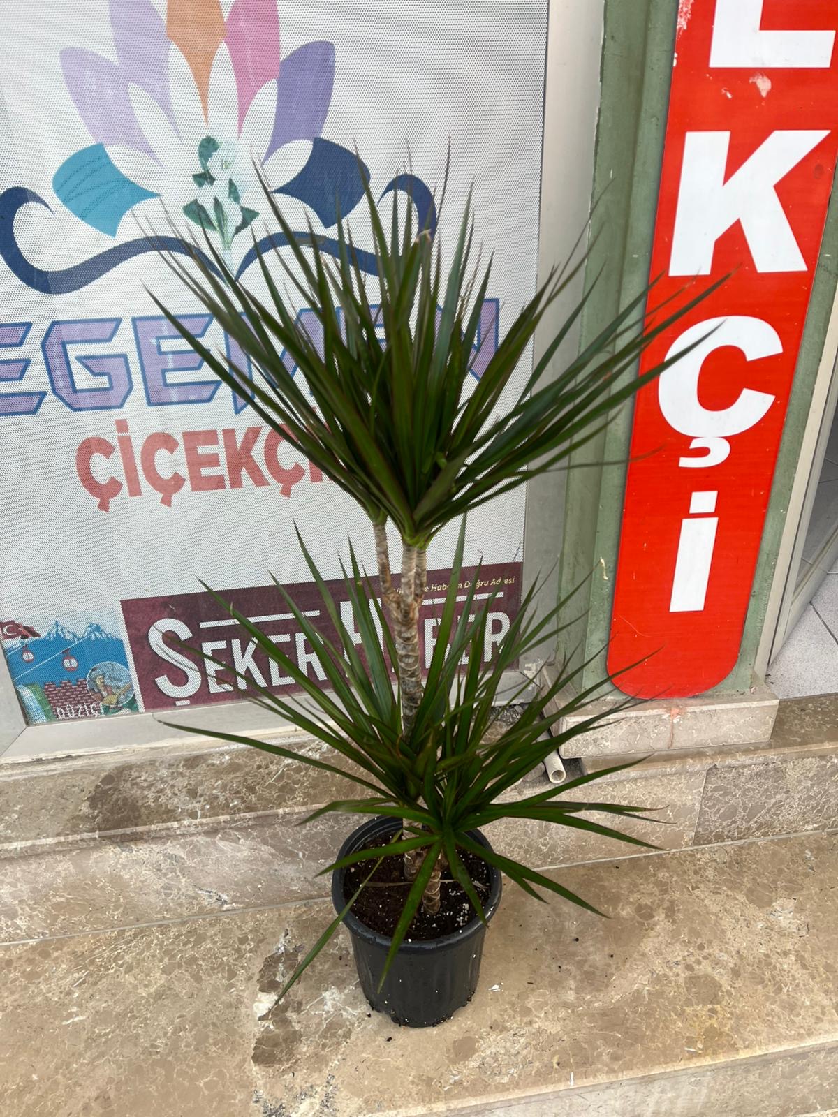3 Dal Marginata Çiçeği