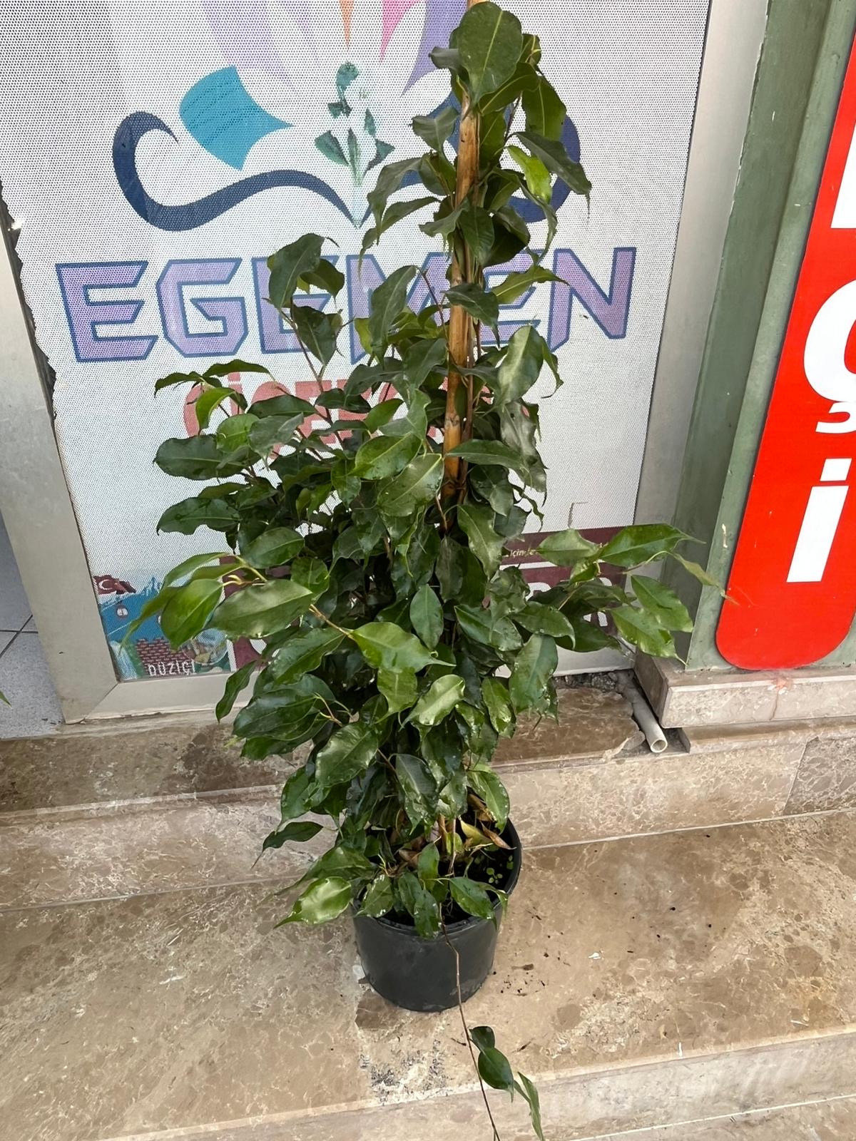 Fikus Çiçeği
