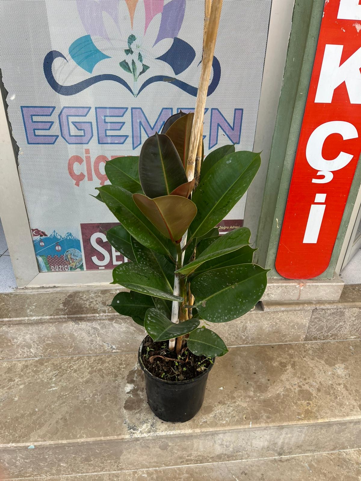 Çift Dal Kauçuk