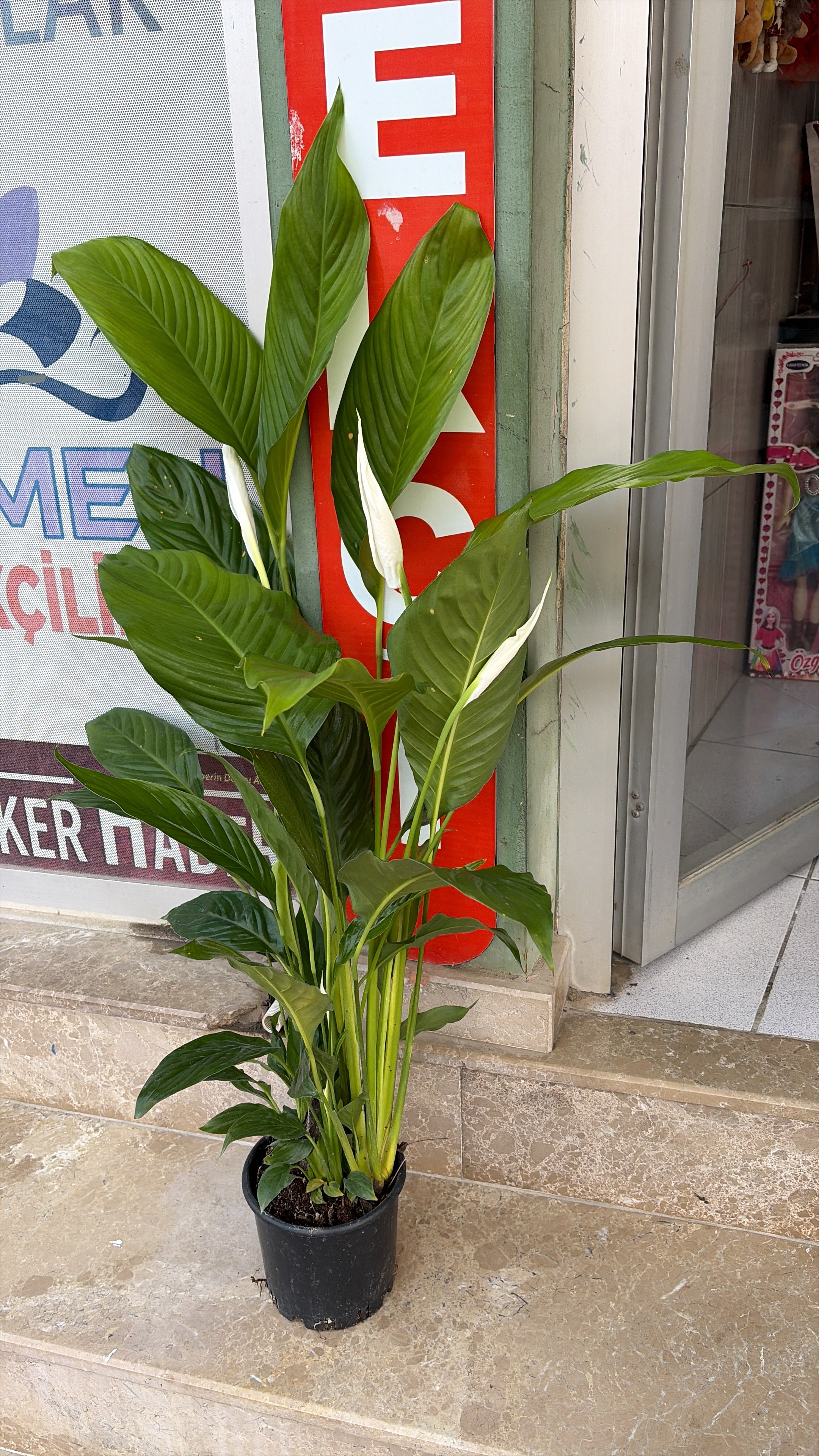 Barış Çiçeği
