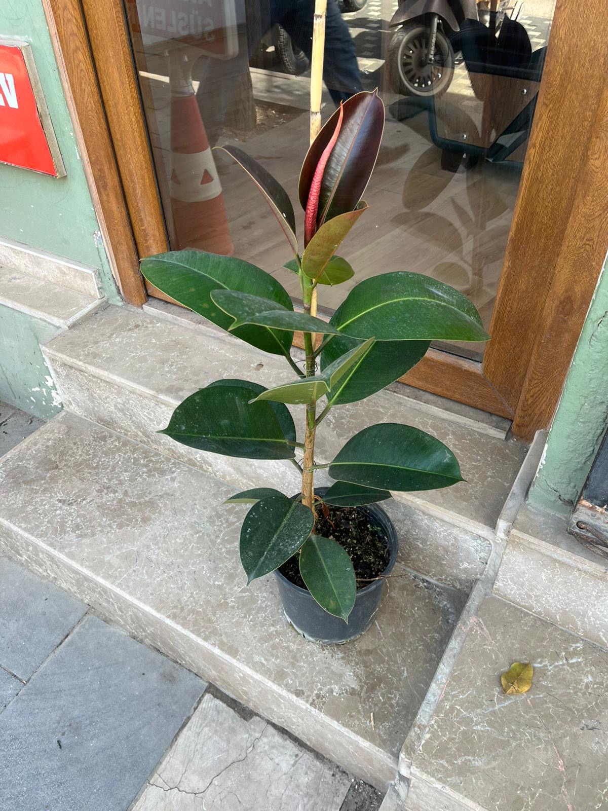 Tek Dal Kauçuk Çiçeği 