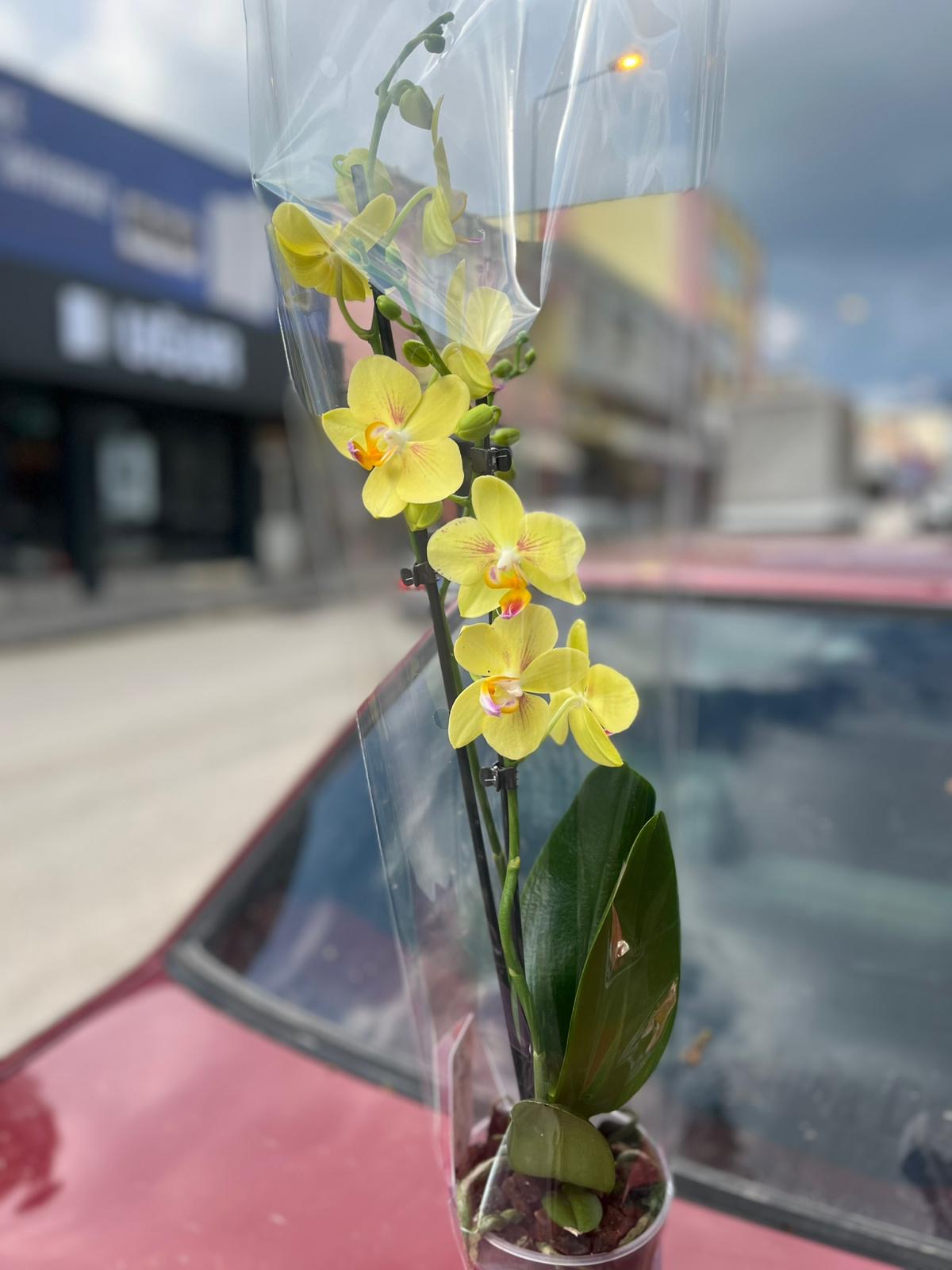 Canlı Orkide 