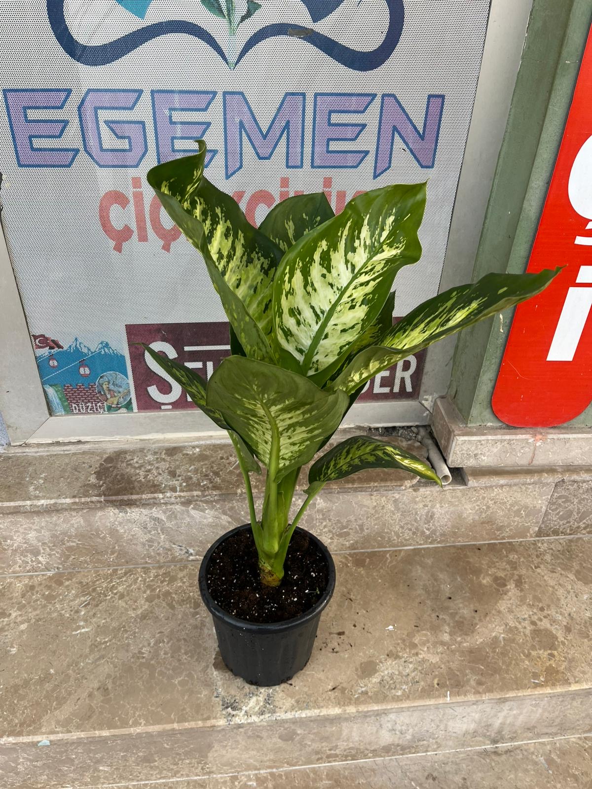 Difenbahya Çiçeği